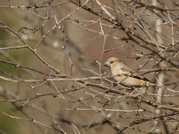 Nokkavarpunen, Hawfinch, Coccothraustes coccothraustes